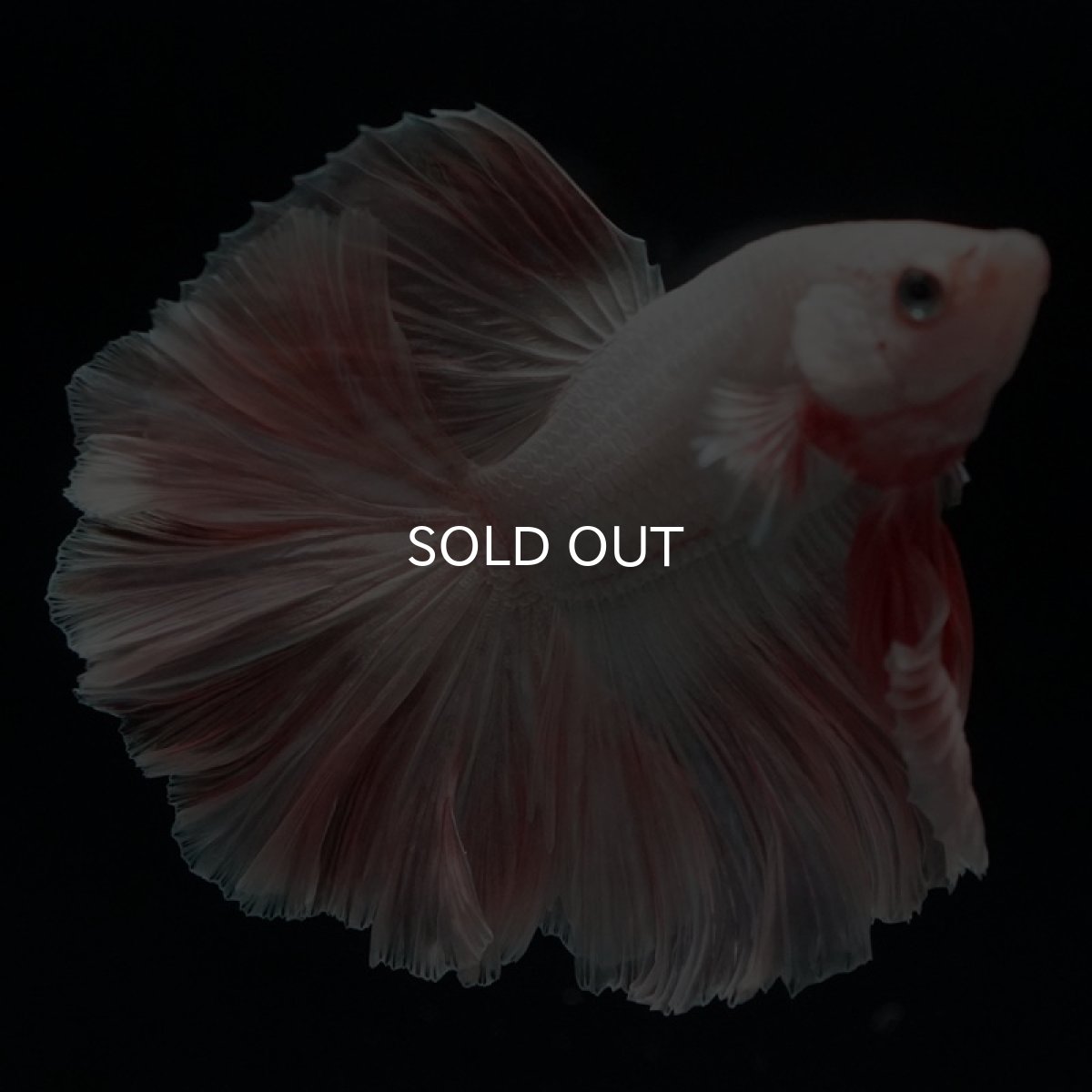 画像10: HM オレンジドラゴン ローズテール (10)