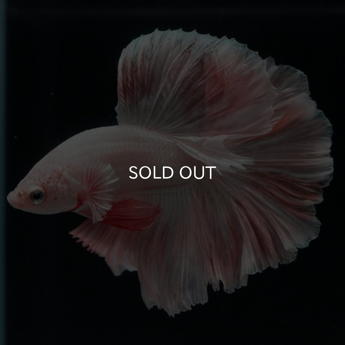 画像9: HM オレンジドラゴン ローズテール (9)