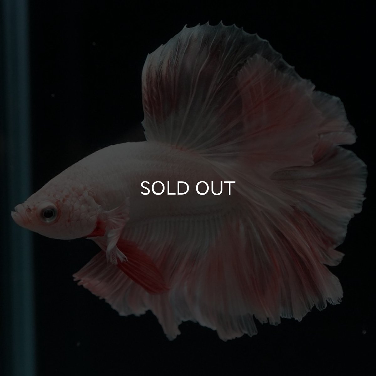 画像8: HM オレンジドラゴン ローズテール (8)