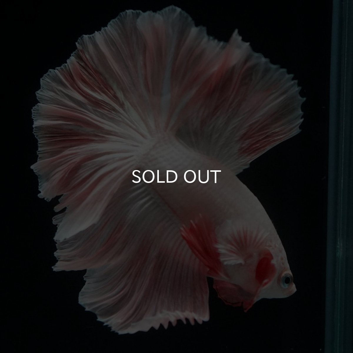 画像7: HM オレンジドラゴン ローズテール (7)