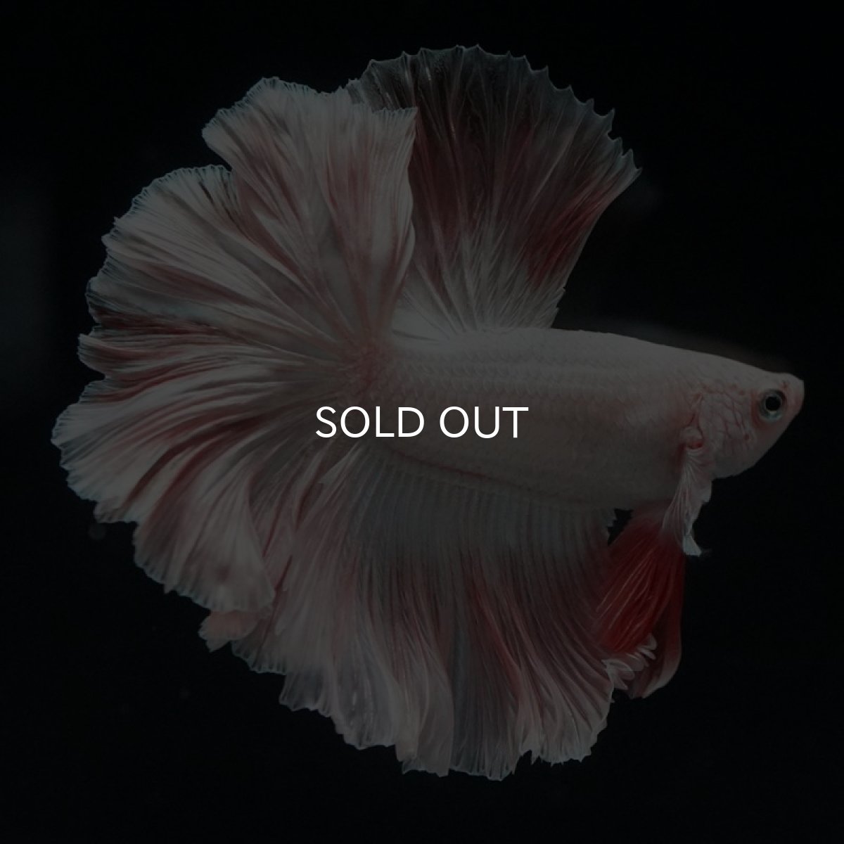 画像6: HM オレンジドラゴン ローズテール (6)