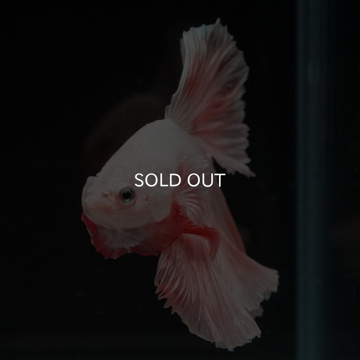 画像5: HM オレンジドラゴン ローズテール (5)