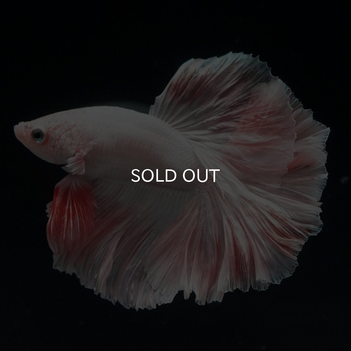 画像3: HM オレンジドラゴン ローズテール (3)