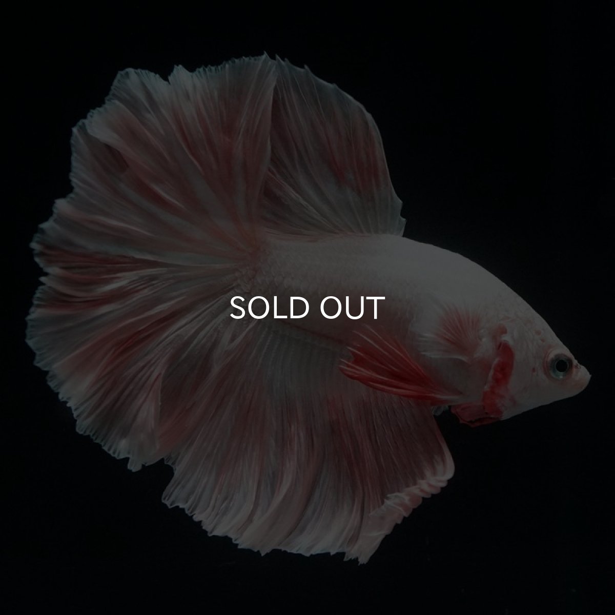 画像2: HM オレンジドラゴン ローズテール (2)