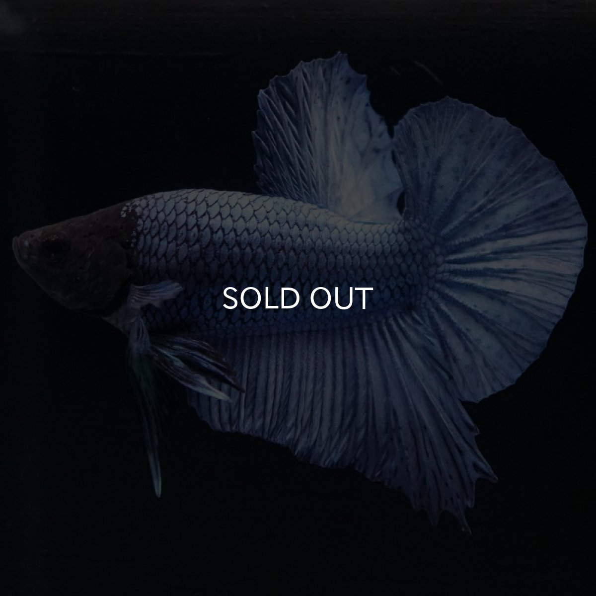 画像6: HMPK ソリッドブルー ブラックヘッド (6)