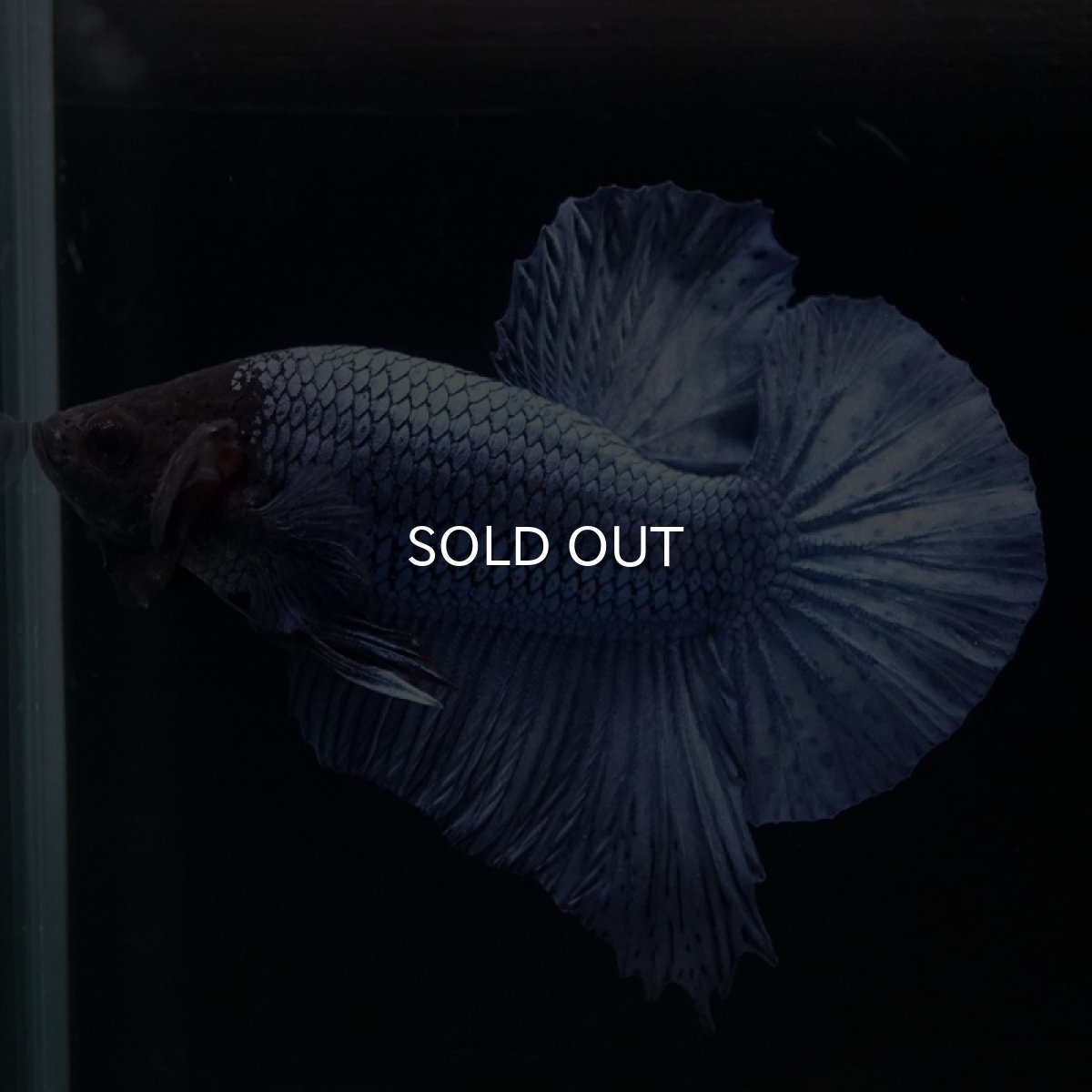 画像5: HMPK ソリッドブルー ブラックヘッド (5)