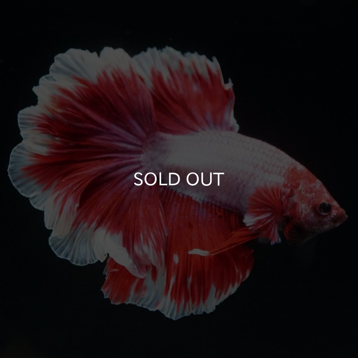 画像2: HM ラベンダーローズテール (2)