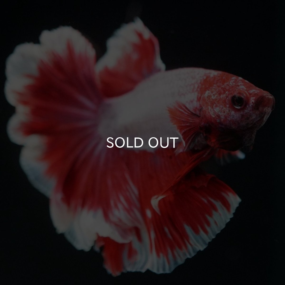 画像4: HM ラベンダーローズテール (4)