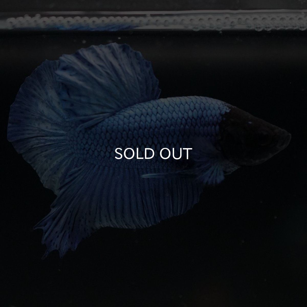 画像4: HMPK ソリッドブルー ブラックヘッド (4)