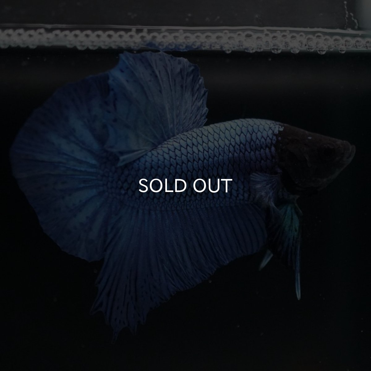 画像3: HMPK ソリッドブルー ブラックヘッド (3)