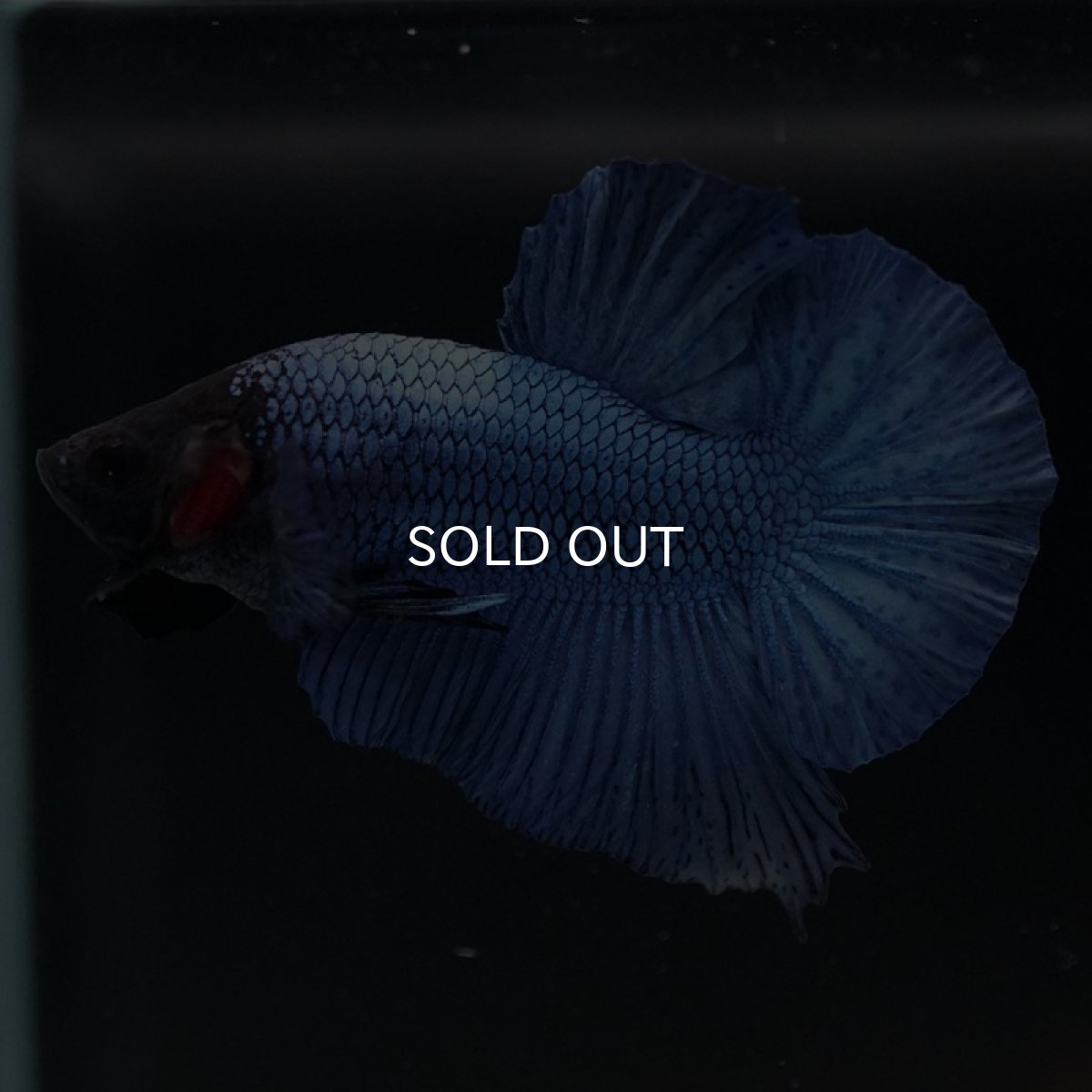 画像2: HMPK ソリッドブルー ブラックヘッド (2)