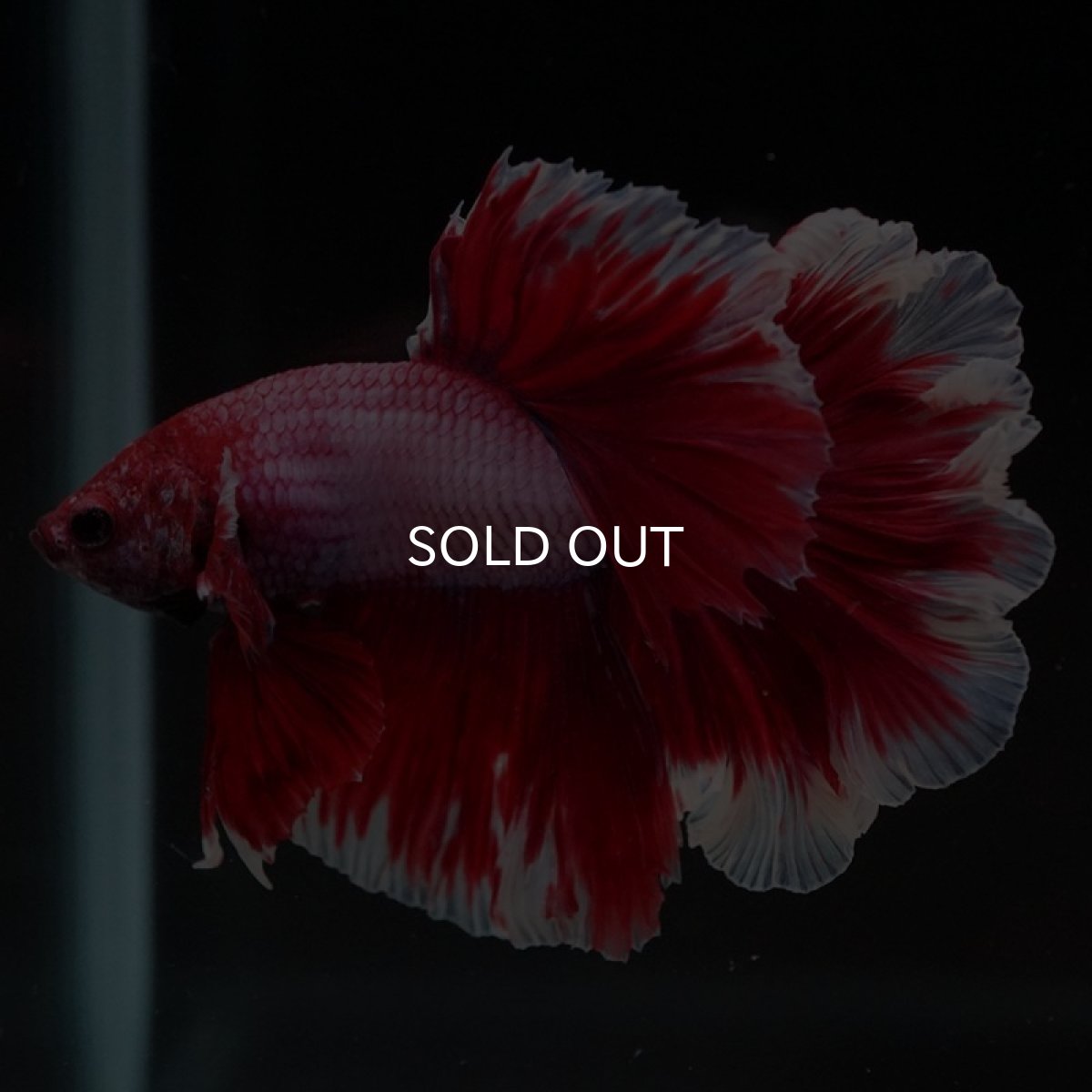 画像3: HM ラベンダーローズテール (3)