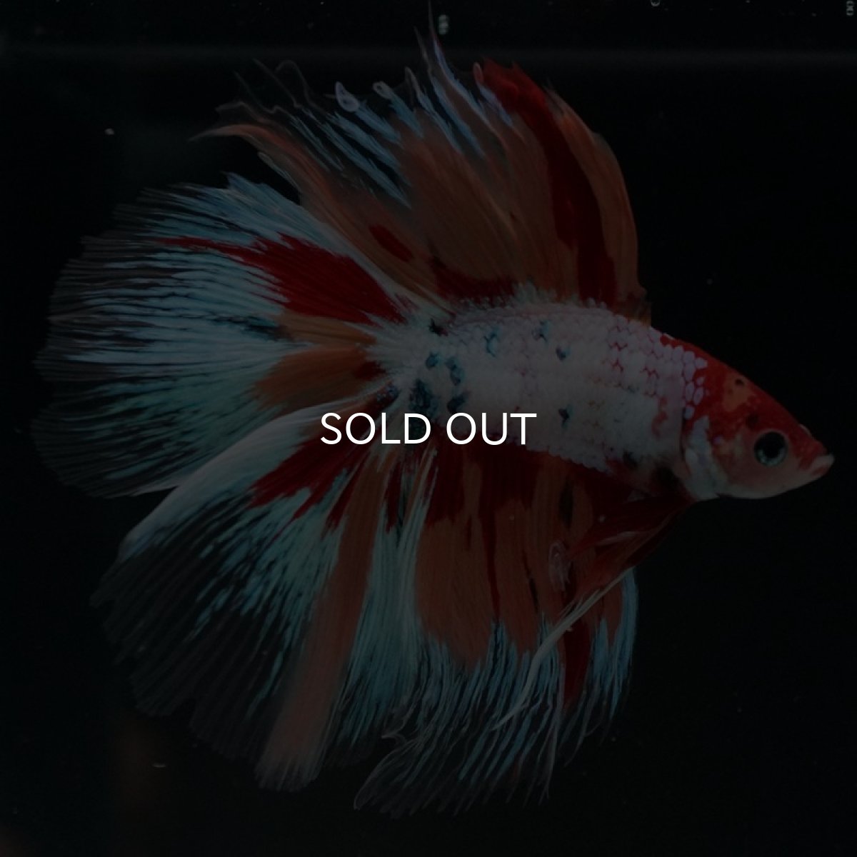 画像5: FM キャンディレインボー (5)