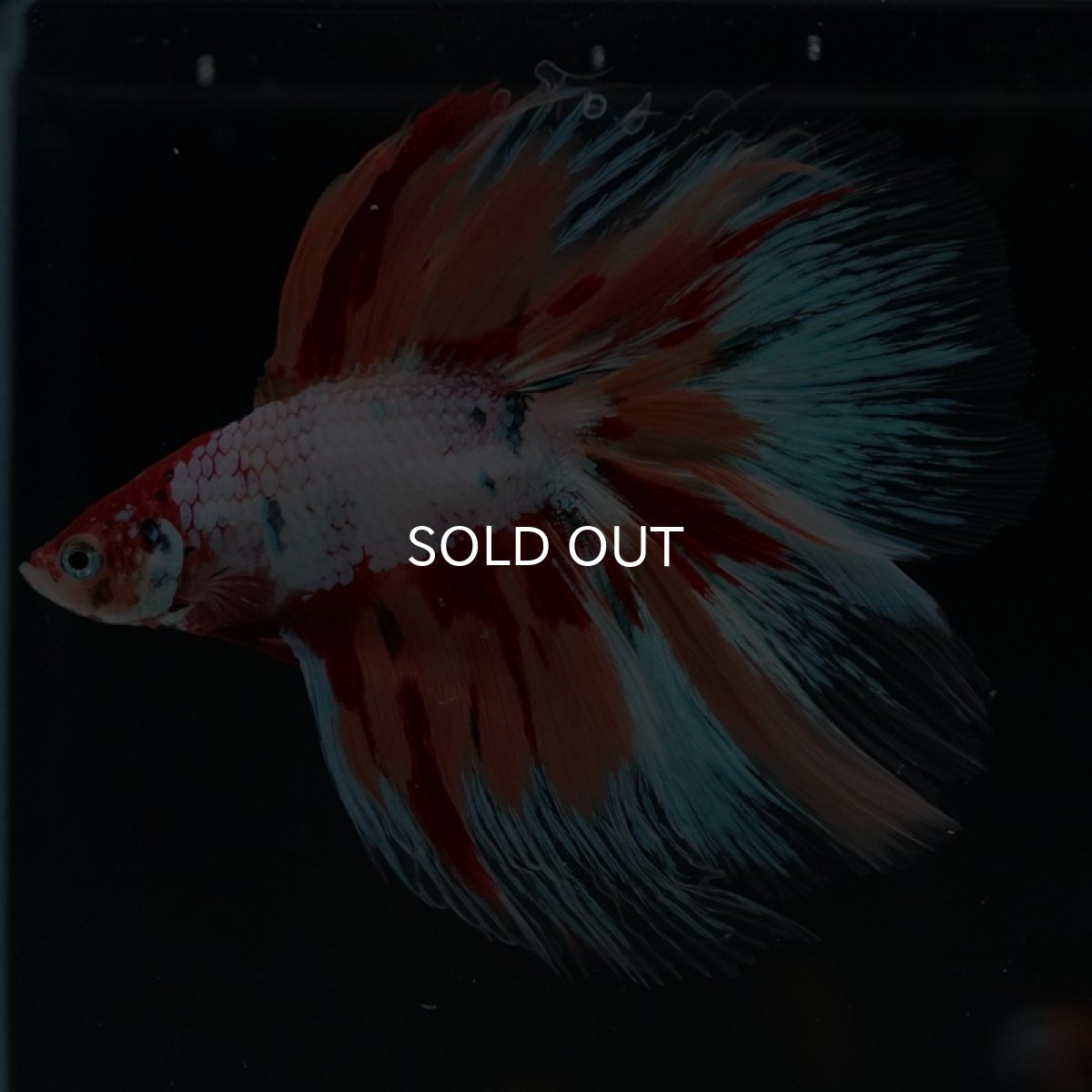 画像4: FM キャンディレインボー (4)