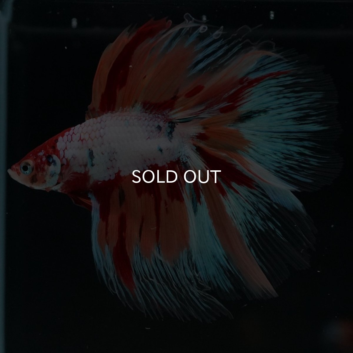 画像3: FM キャンディレインボー (3)