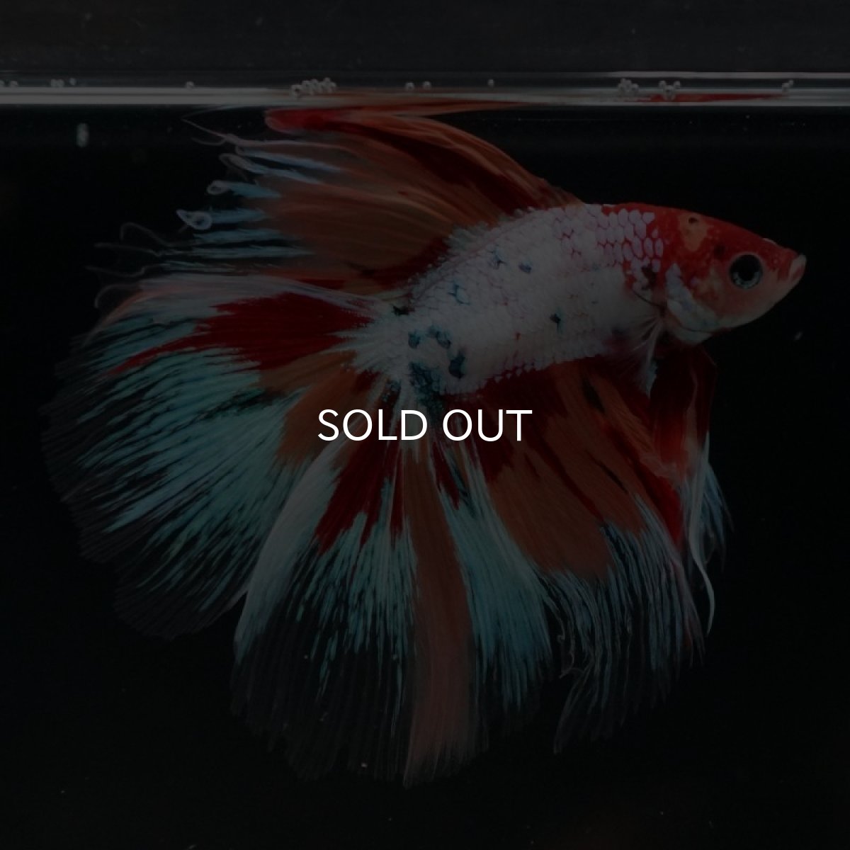 画像2: FM キャンディレインボー (2)