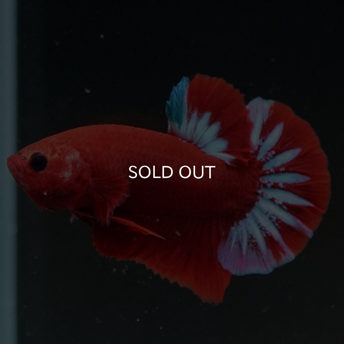 画像5: HMPK ヘルボーイ スターテール (5)