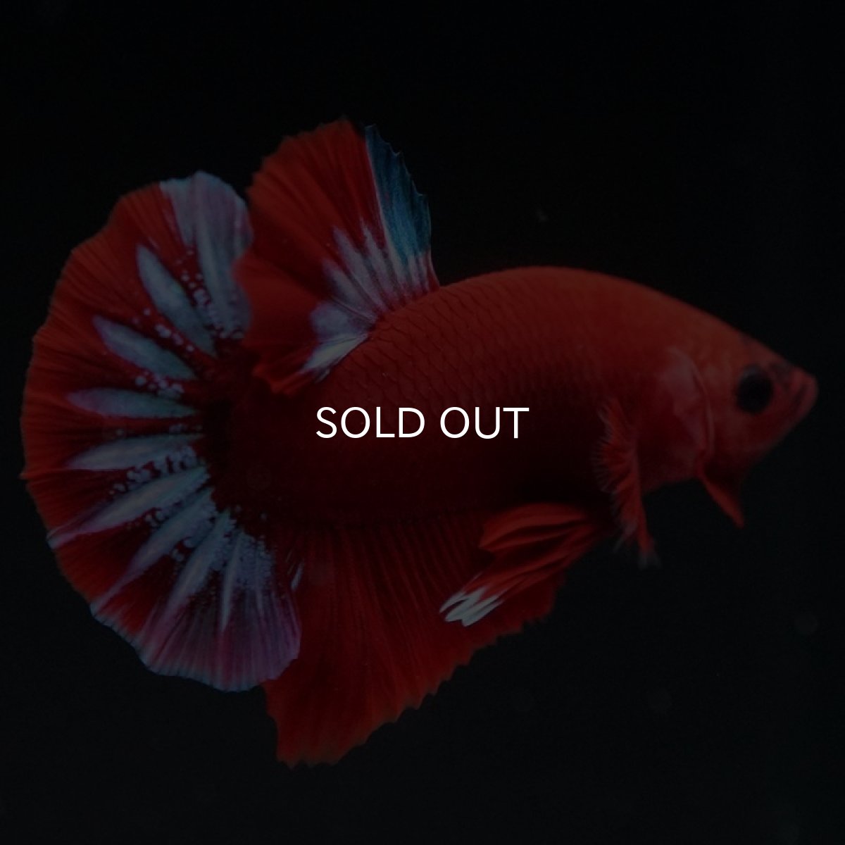 画像3: HMPK ヘルボーイ スターテール (3)