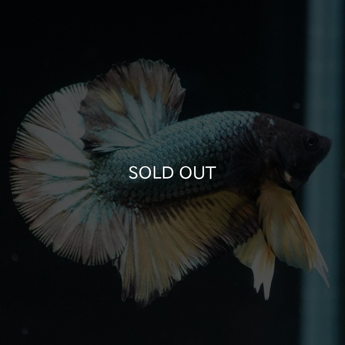 画像12: HMPK　イエローカッパー (12)