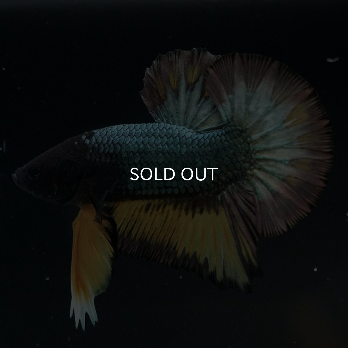 画像11: HMPK　イエローカッパー (11)