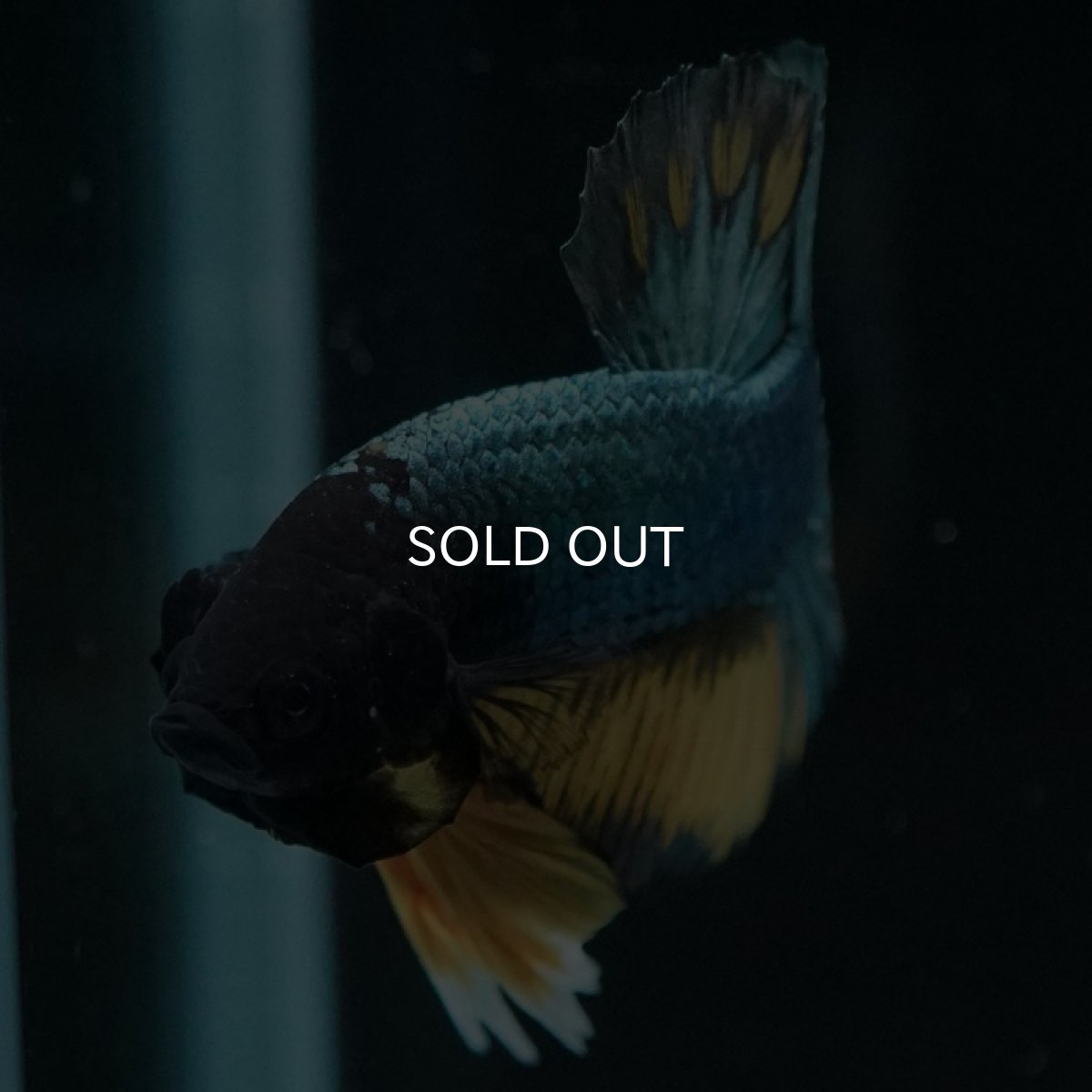 画像10: HMPK　イエローカッパー (10)