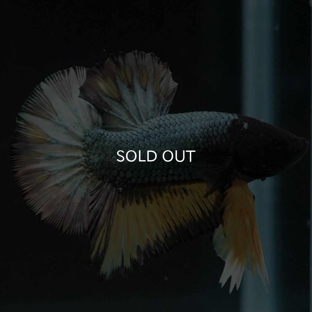 画像9: HMPK　イエローカッパー (9)