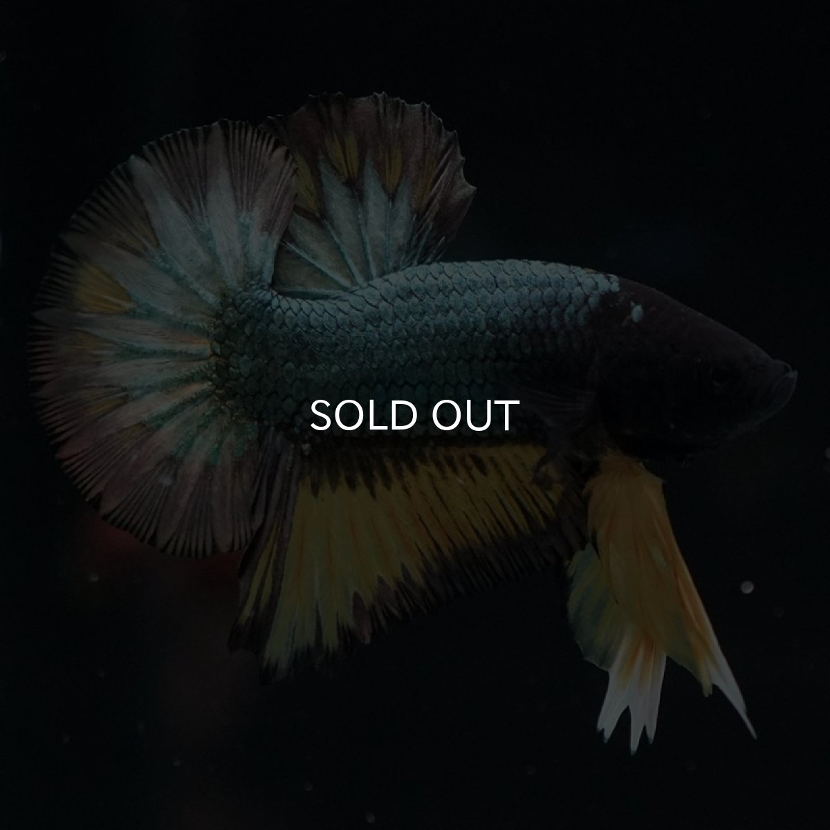 画像8: HMPK　イエローカッパー (8)