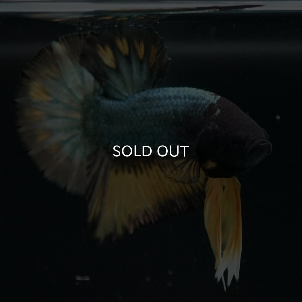 画像7: HMPK　イエローカッパー (7)