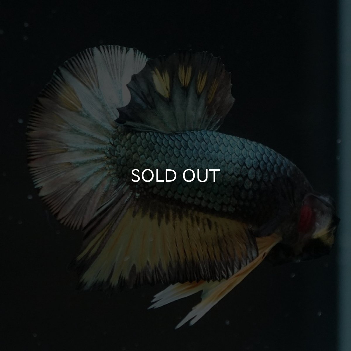 画像6: HMPK　イエローカッパー (6)