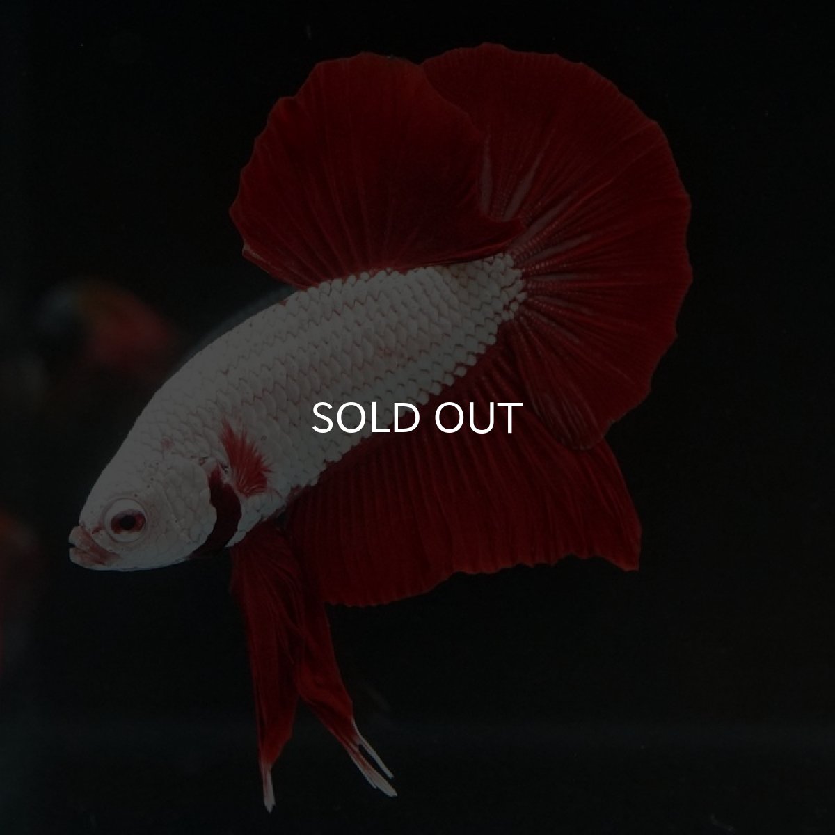 画像4: HMPK　プラチナレッドドラゴン (4)