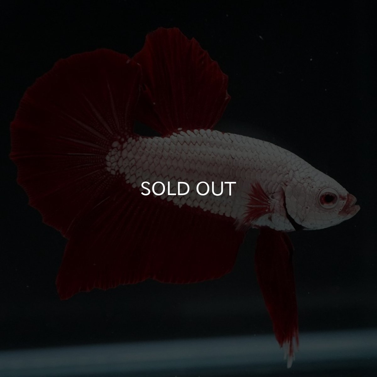 画像5: HMPK　プラチナレッドドラゴン (5)