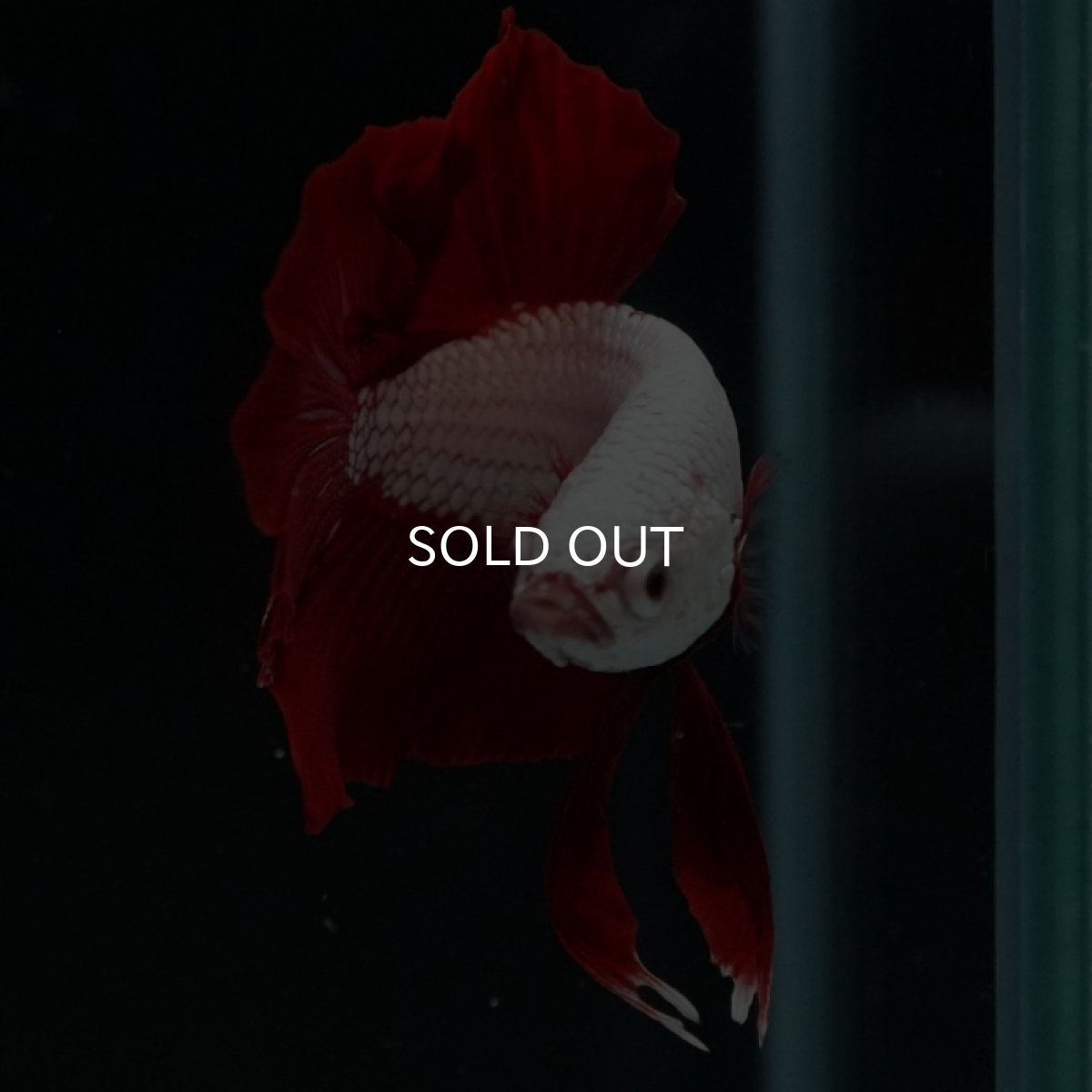 画像3: HMPK　プラチナレッドドラゴン (3)