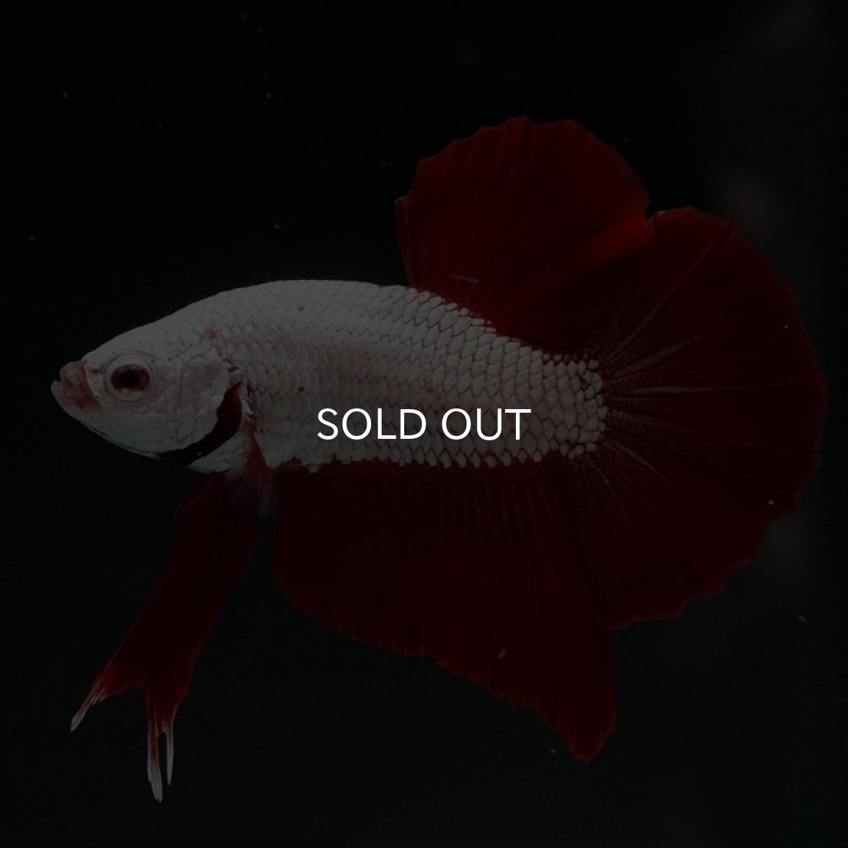 画像2: HMPK　プラチナレッドドラゴン (2)