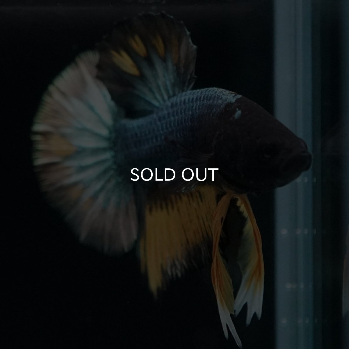 画像5: HMPK　イエローカッパー (5)