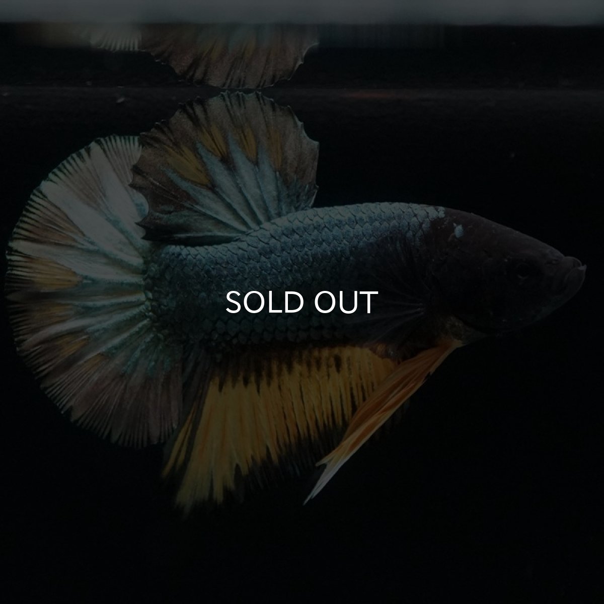 画像4: HMPK　イエローカッパー (4)