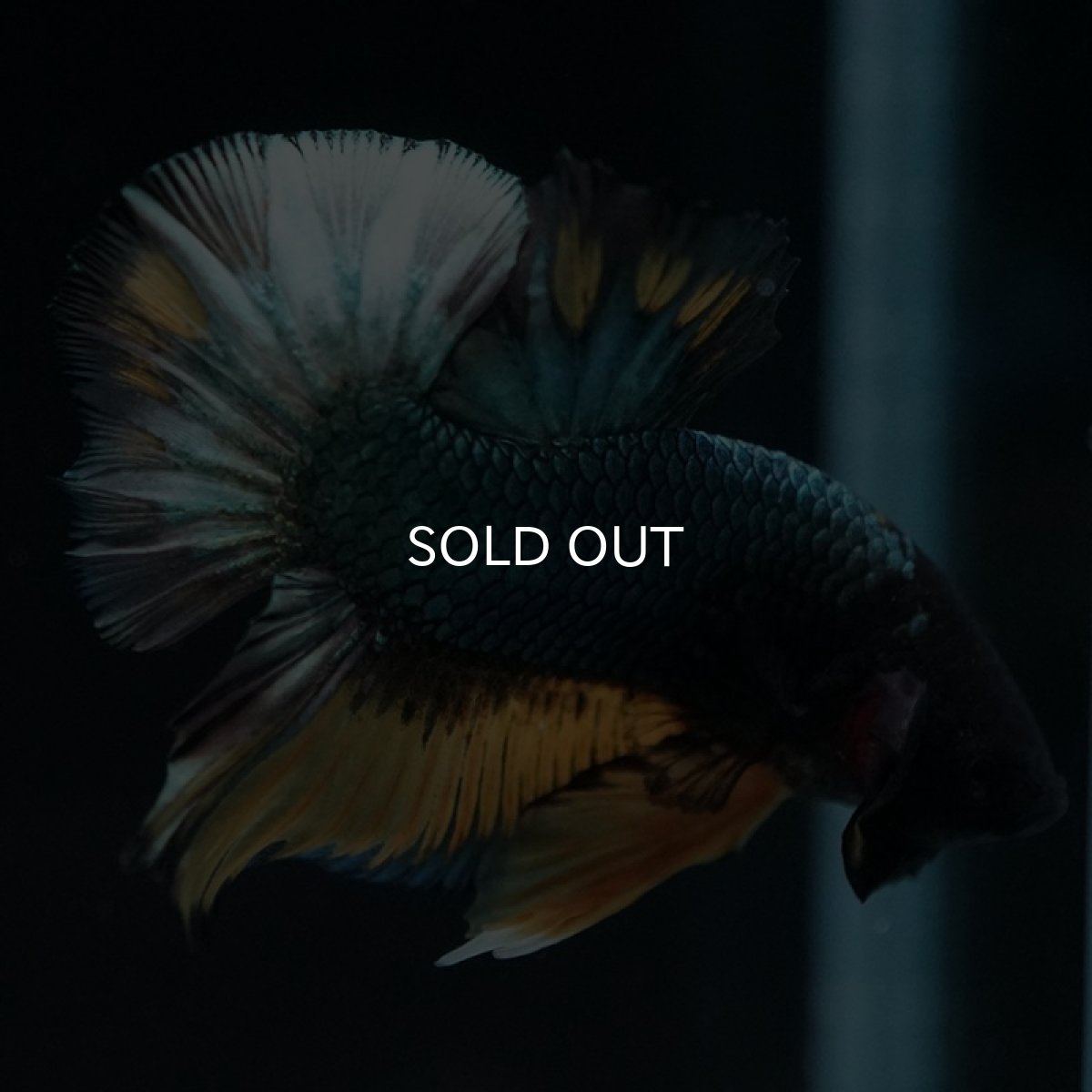 画像3: HMPK　イエローカッパー (3)