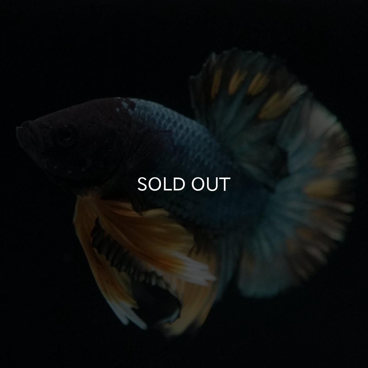 画像2: HMPK　イエローカッパー (2)