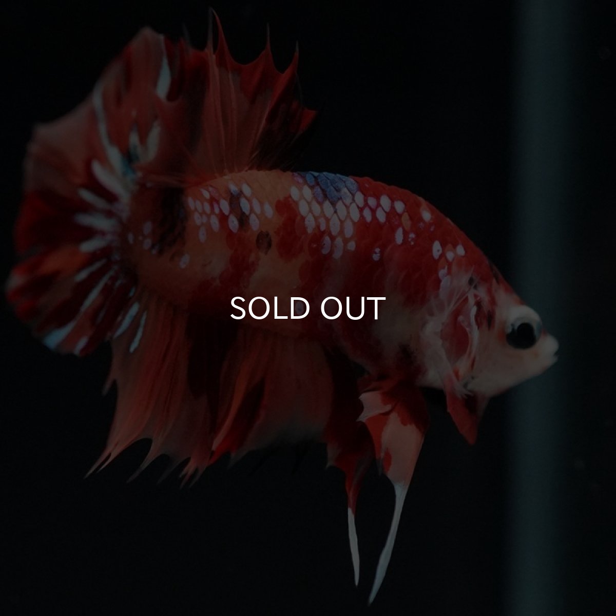 画像4: CTPK　キャンディ (4)