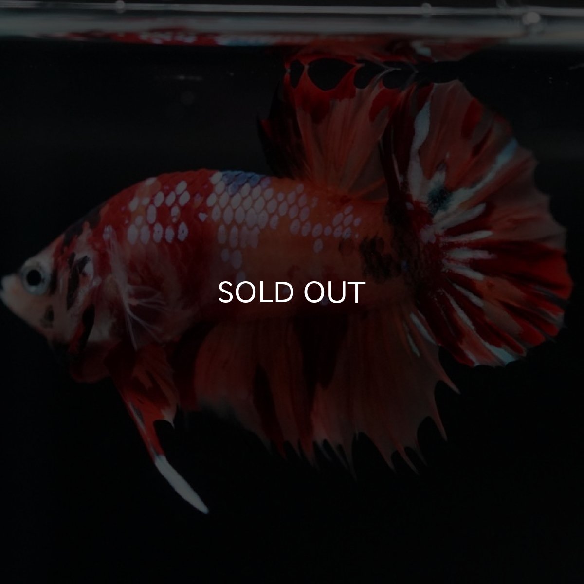 画像5: CTPK　キャンディ (5)