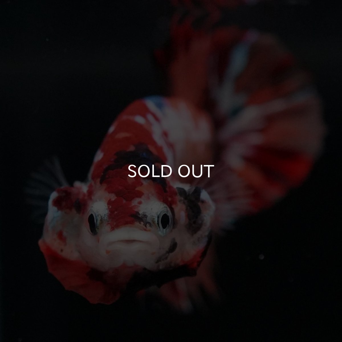 画像6: CTPK　キャンディ (6)