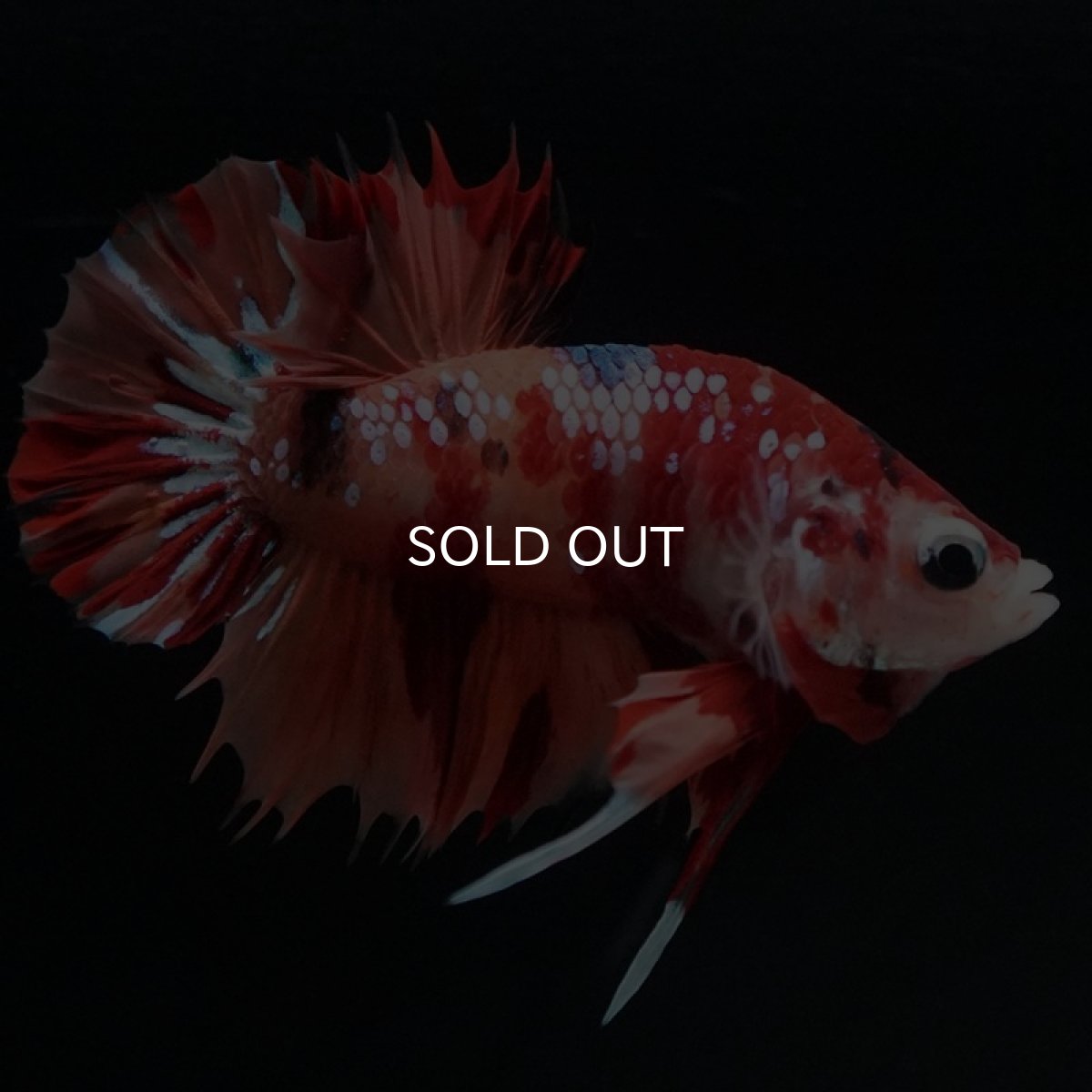 画像3: CTPK　キャンディ (3)