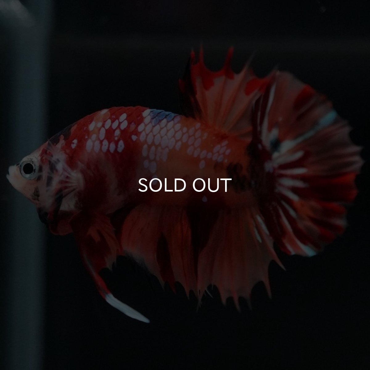 画像2: CTPK　キャンディ (2)