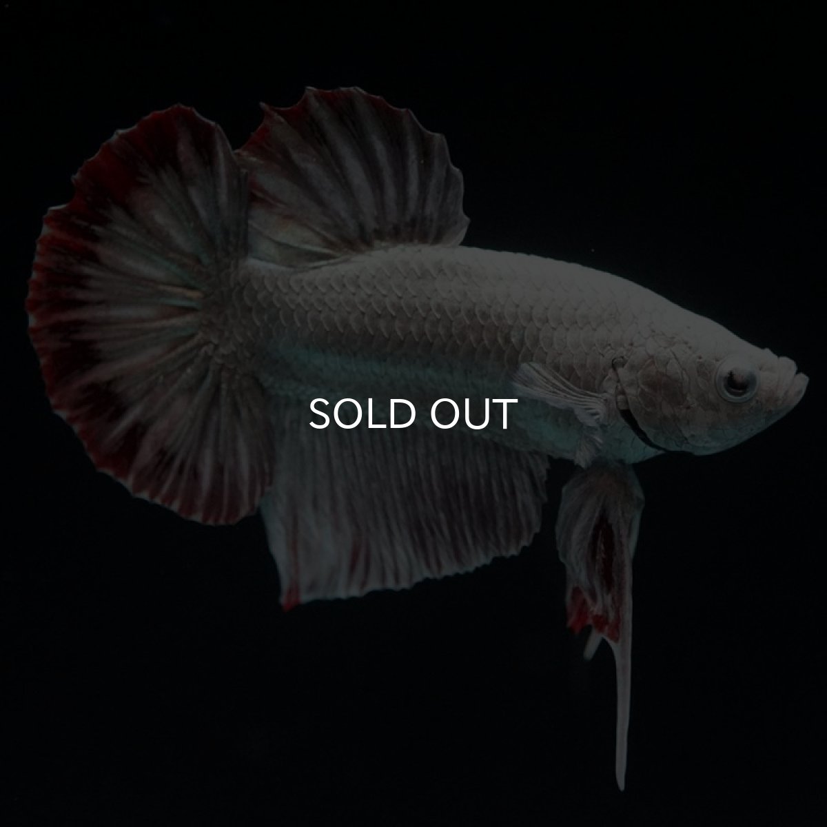 画像6: HMPK　カッパーレッドドラゴン　スノー (6)