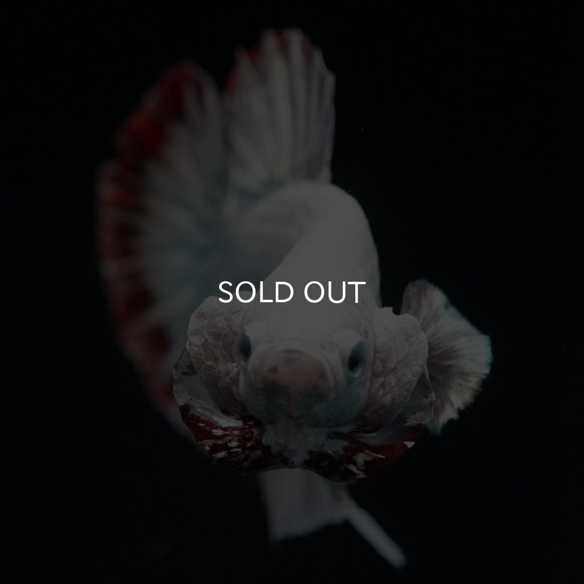 画像5: HMPK　カッパーレッドドラゴン　スノー (5)