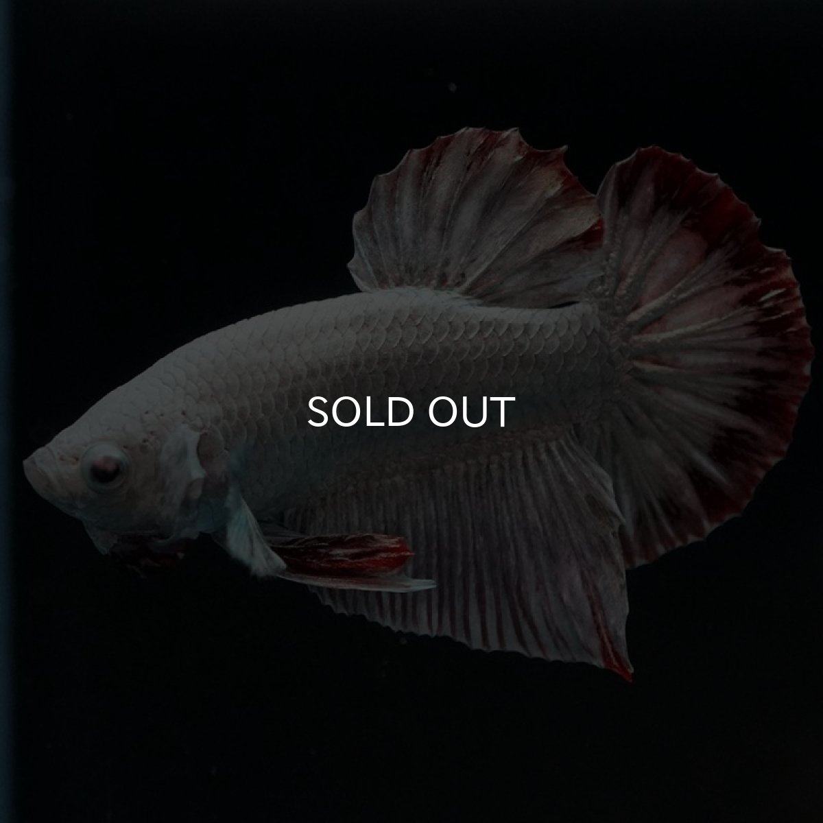 画像4: HMPK　カッパーレッドドラゴン　スノー (4)