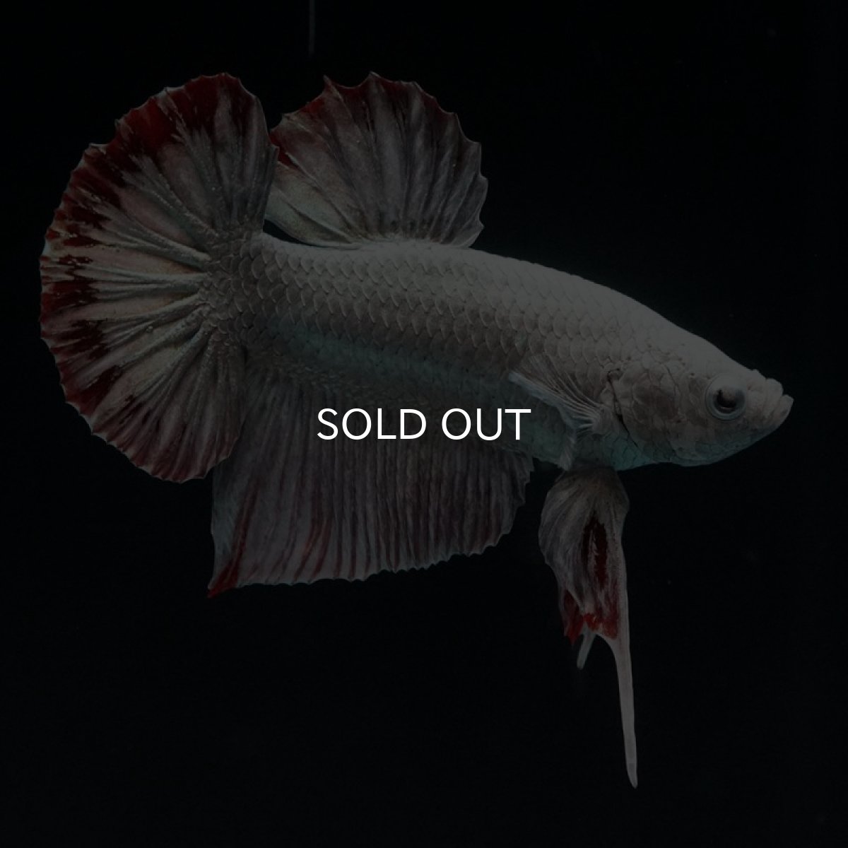 画像3: HMPK　カッパーレッドドラゴン　スノー (3)