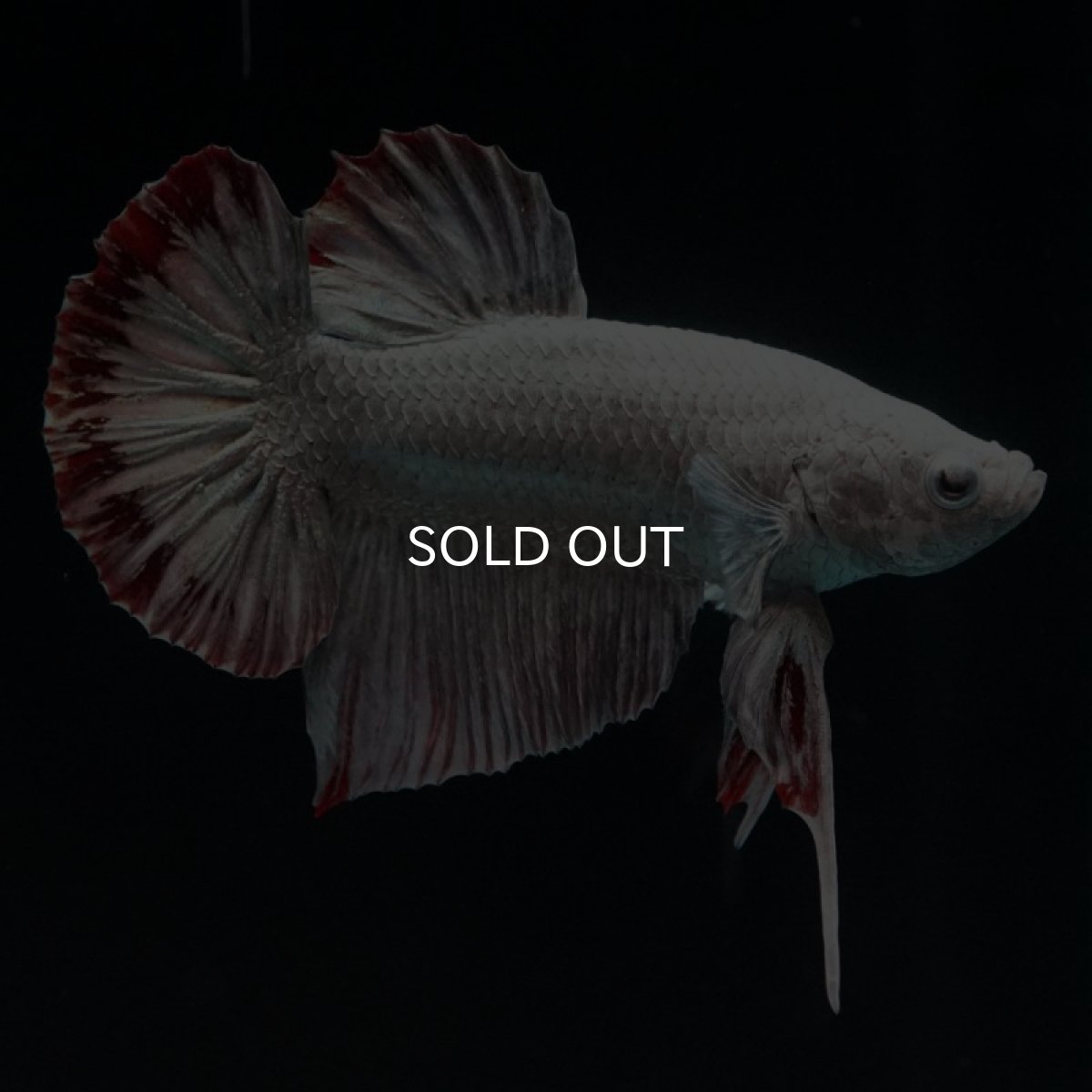 画像2: HMPK　カッパーレッドドラゴン　スノー (2)