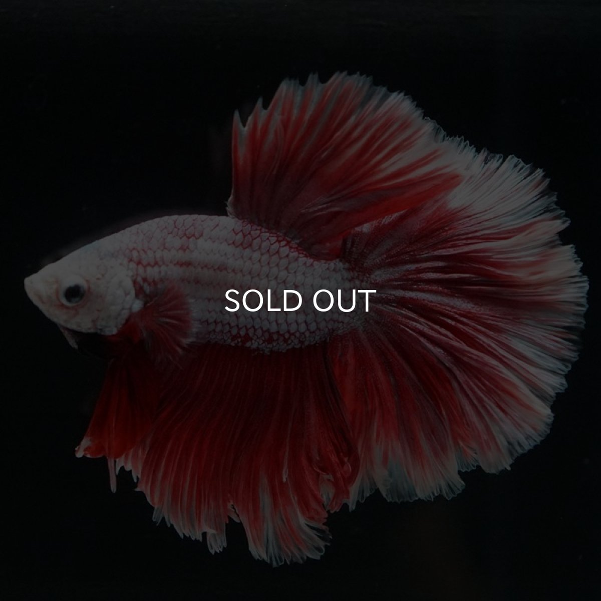 画像9: HM ラベンダーローズテール (9)