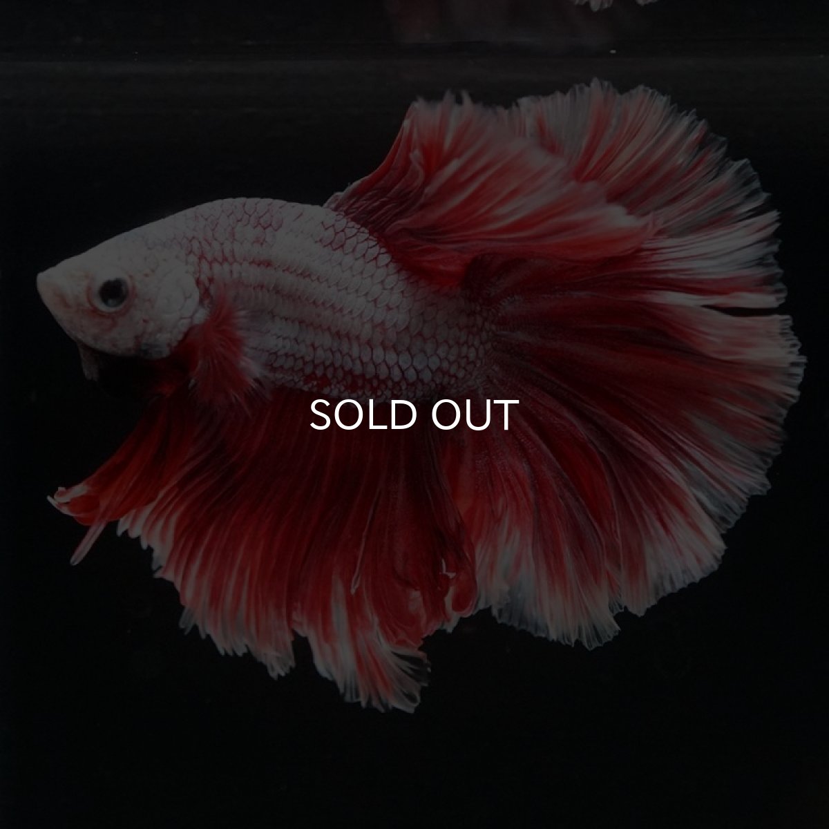 画像8: HM ラベンダーローズテール (8)