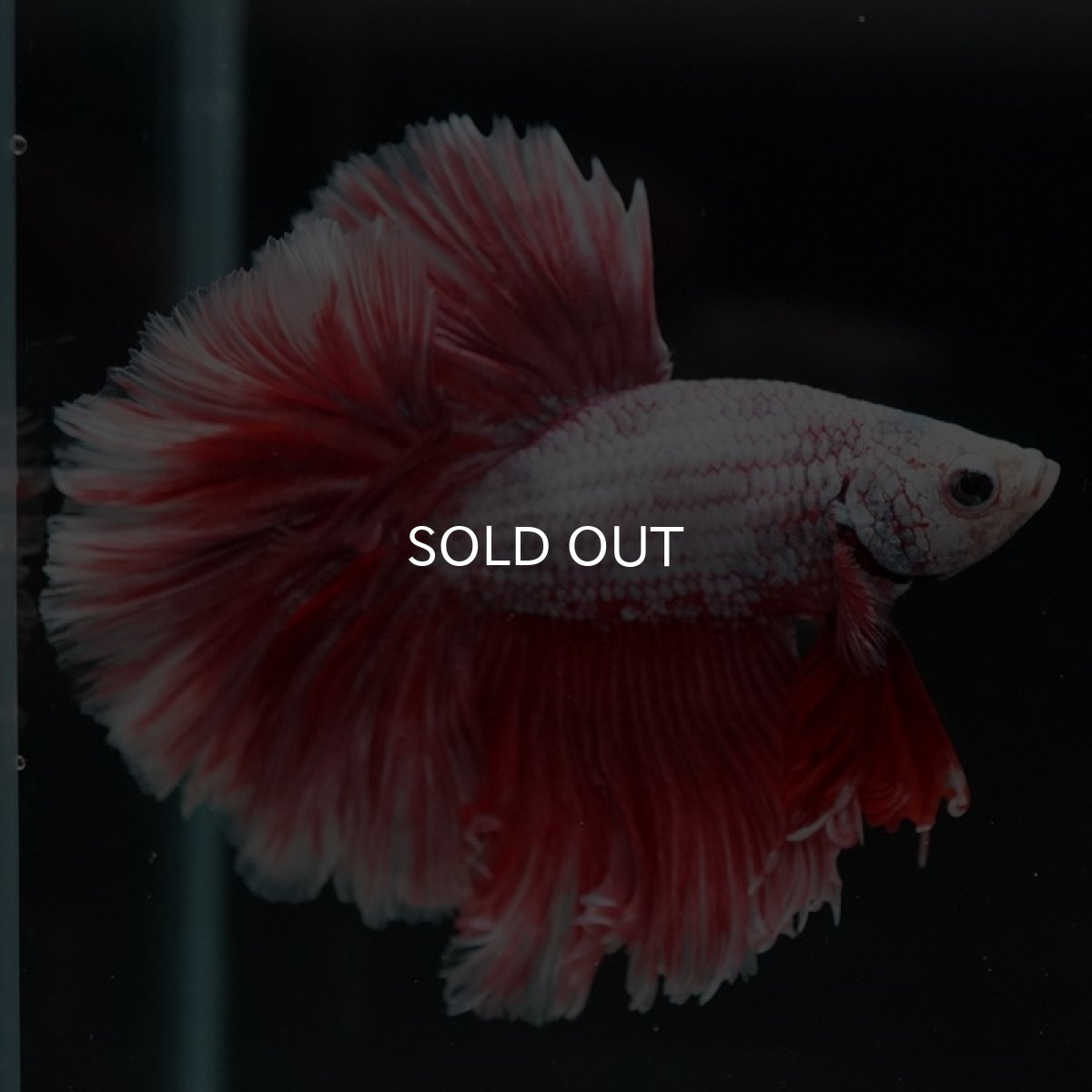 画像7: HM ラベンダーローズテール (7)